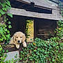 puppy, golden_retriever, dog, wooden_structure, ivy, greenery, plants, outdoor, nature, rustic, cute, animal, pet, leaves, tree, bark, window, vines, adorable, young