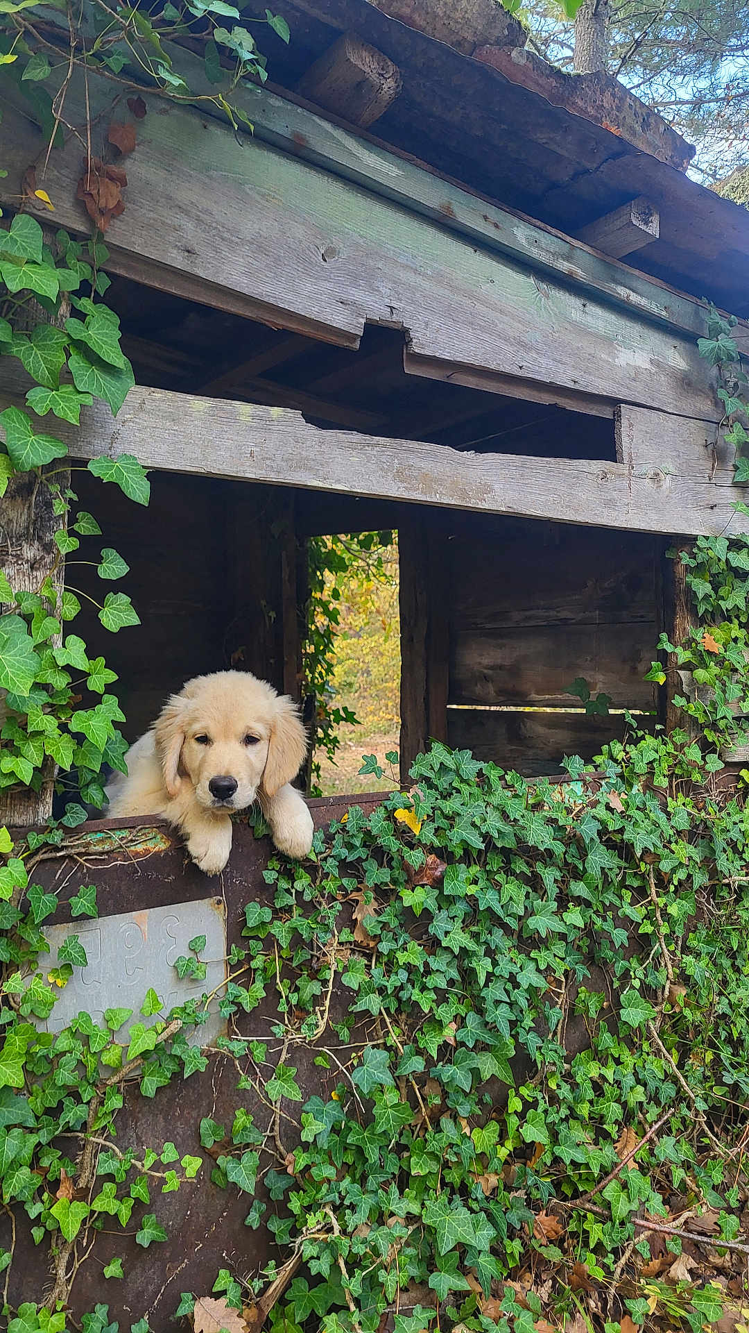 Lia participe au concours pour gagner de l'argent avec cette photo : puppy, golden_retriever, dog, wooden_structure, ivy, greenery, plants, outdoor, nature, rustic, cute, animal, pet, leaves, tree, bark, window, vines, adorable, young
