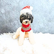 Rocky is registered to the contest to win money with this photo: dog, puppy, santa_hat, christmas, holiday, festive, sweater, fur, cute, pet, animal, white, black, red, gray, indoor, portrait, soft, cozy, background