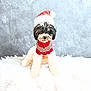 dog, puppy, santa_hat, christmas, holiday, festive, sweater, fur, cute, pet, animal, white, black, red, gray, indoor, portrait, soft, cozy, background