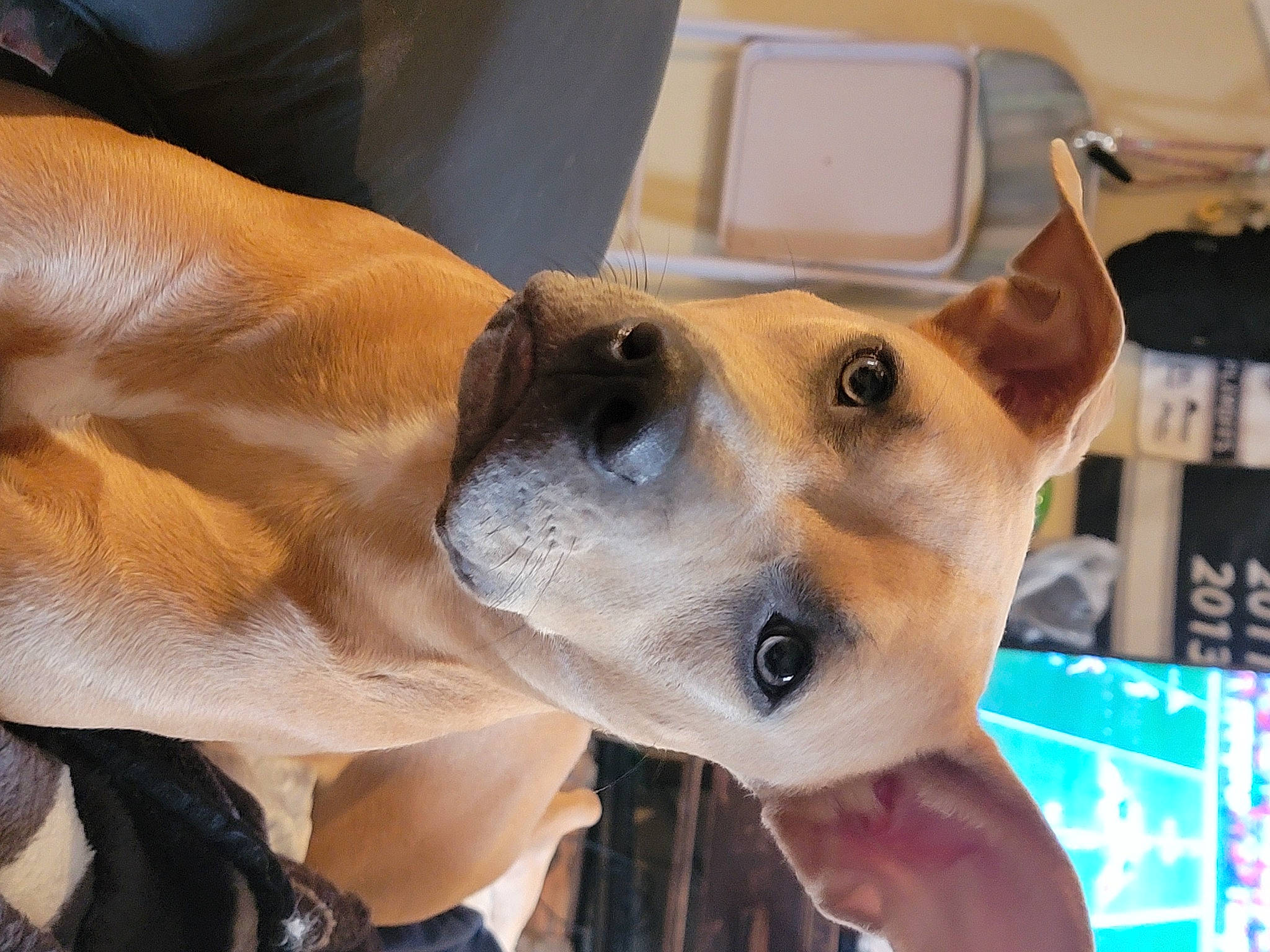 Harley Quinn joined the competition — help win amazing prizes! ancient_dog_breeds, canidae, carnivore, collar, companion_dog, dog, dog_breed, dog_collar, ear, fawn, fur, non_sporting_group, snout, sporting_group, whiskers, working_animal