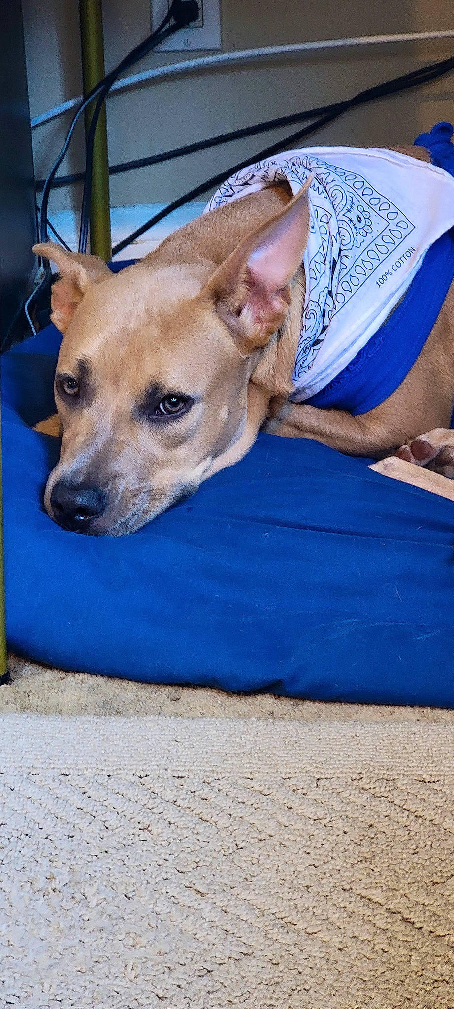 Harley Quinn is registered to the contest to win money with this photo: ancient_dog_breeds, blue, canidae, carnivore, collar, companion_dog, dog, dog_breed, dog_collar, dog_supply, electric_blue, fawn, human_leg, non_sporting_group, paw, snout, sporting_group, terrier, whiskers