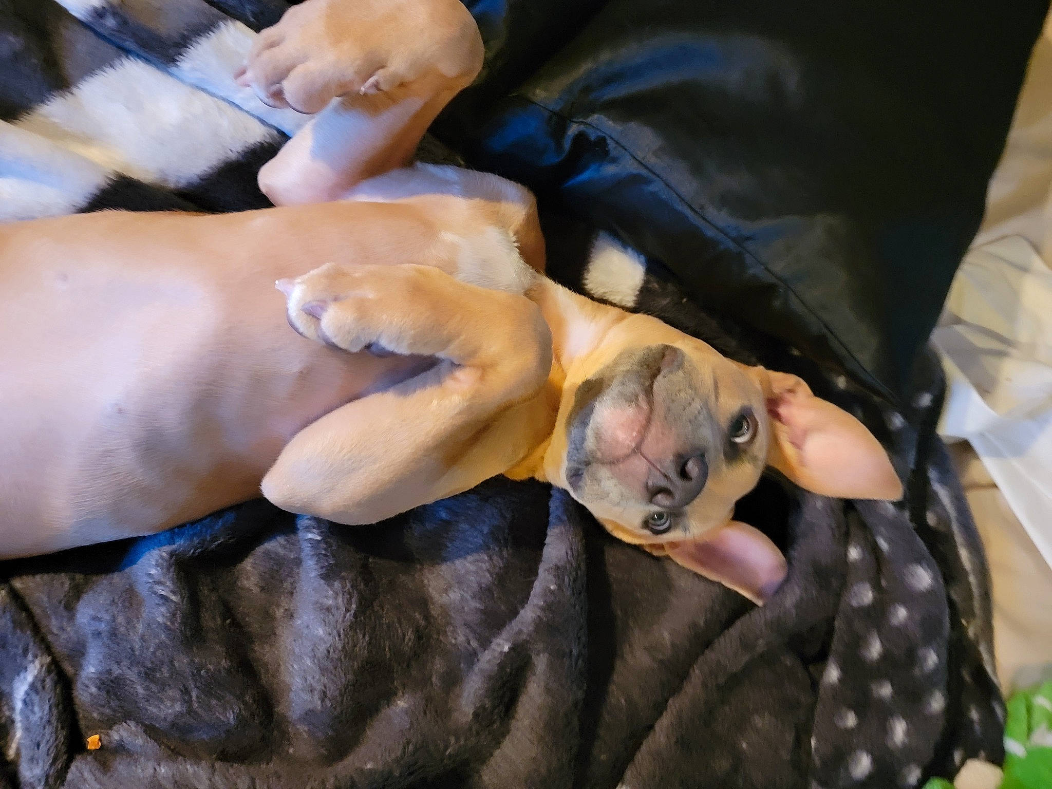 Harley Quinn joined the competition — help win amazing prizes! art, claw, comfort, fashion_accessory, finger, fish, flesh, gesture, hand, kemps_ridley_sea_turtle, linens, loggerhead_sea_turtle, nail, reptile, rock, terrestrial_animal, thumb, turtle, wood, wrist