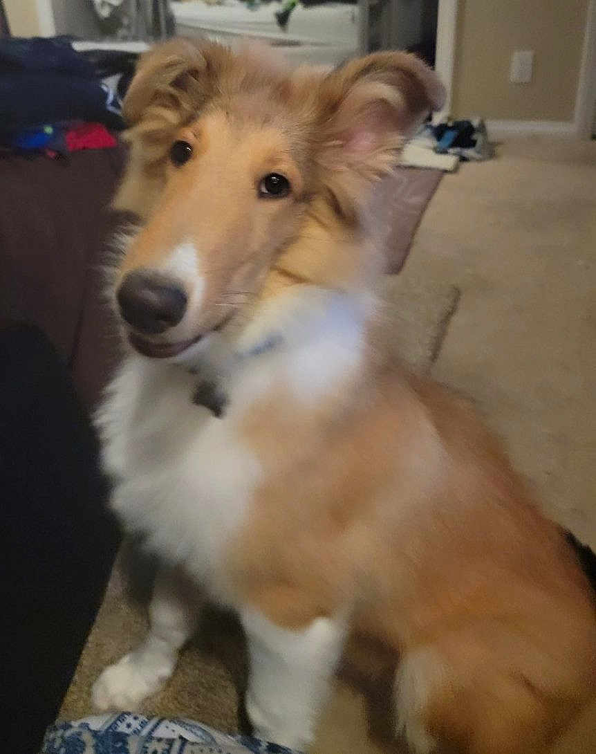 Charlie Boy
