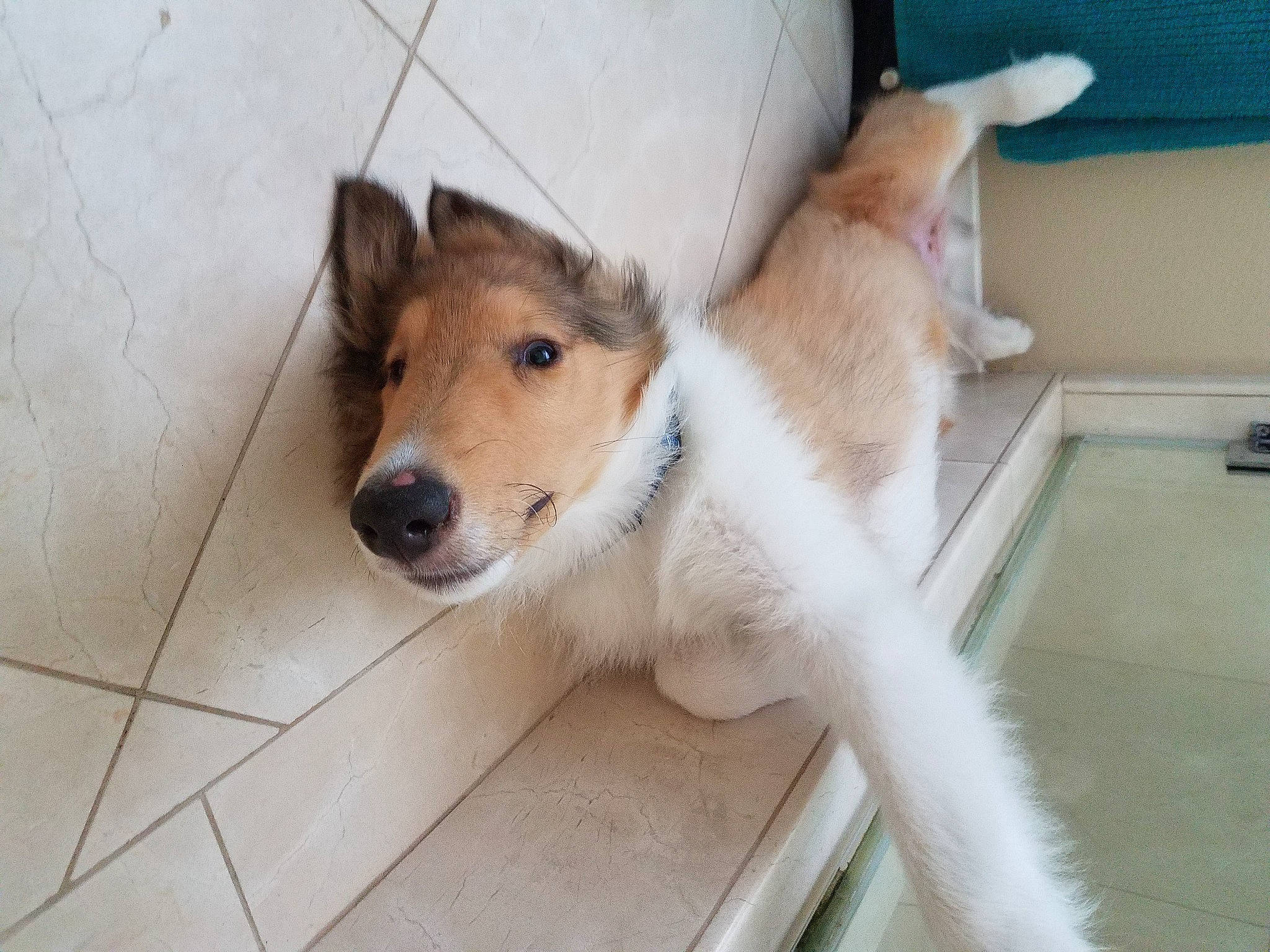 Charlie Boy joined the competition — help win amazing prizes! canidae, carnivore, collar, companion_dog, dog, dog_breed, fawn, flooring, fur, hardwood, herding_dog, rough_collie, scotch_collie, snout, sporting_group, table, tail, whiskers, wood, working_animal