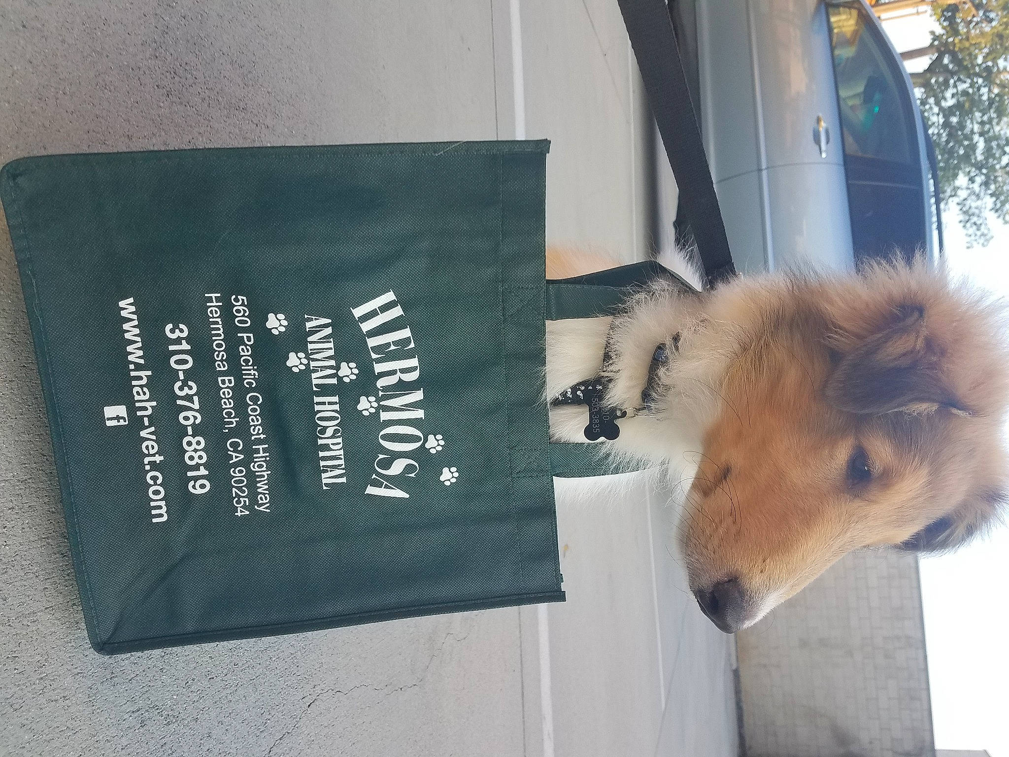 Charlie Boy joined the competition — help win amazing prizes! advertising, canidae, carnivore, collar, companion_dog, dog_breed, dog_supply, fawn, felidae, font, fur, pet_supply, publication, snout, sporting_group, tail, terrestrial_animal, tree, whiskers, working_animal