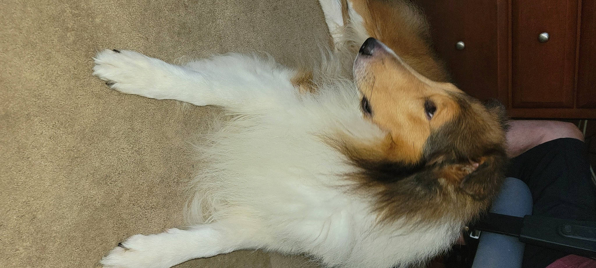 Rusty joined the competition — help win amazing prizes! canidae, collie, companion_dog, dog, dog_breed, fur, herding_dog, non_sporting_group, paw, rough_collie, scotch_collie, shetland_sheepdog, sporting_group, terrestrial_animal, volpino_italiano, whiskers, working_dog