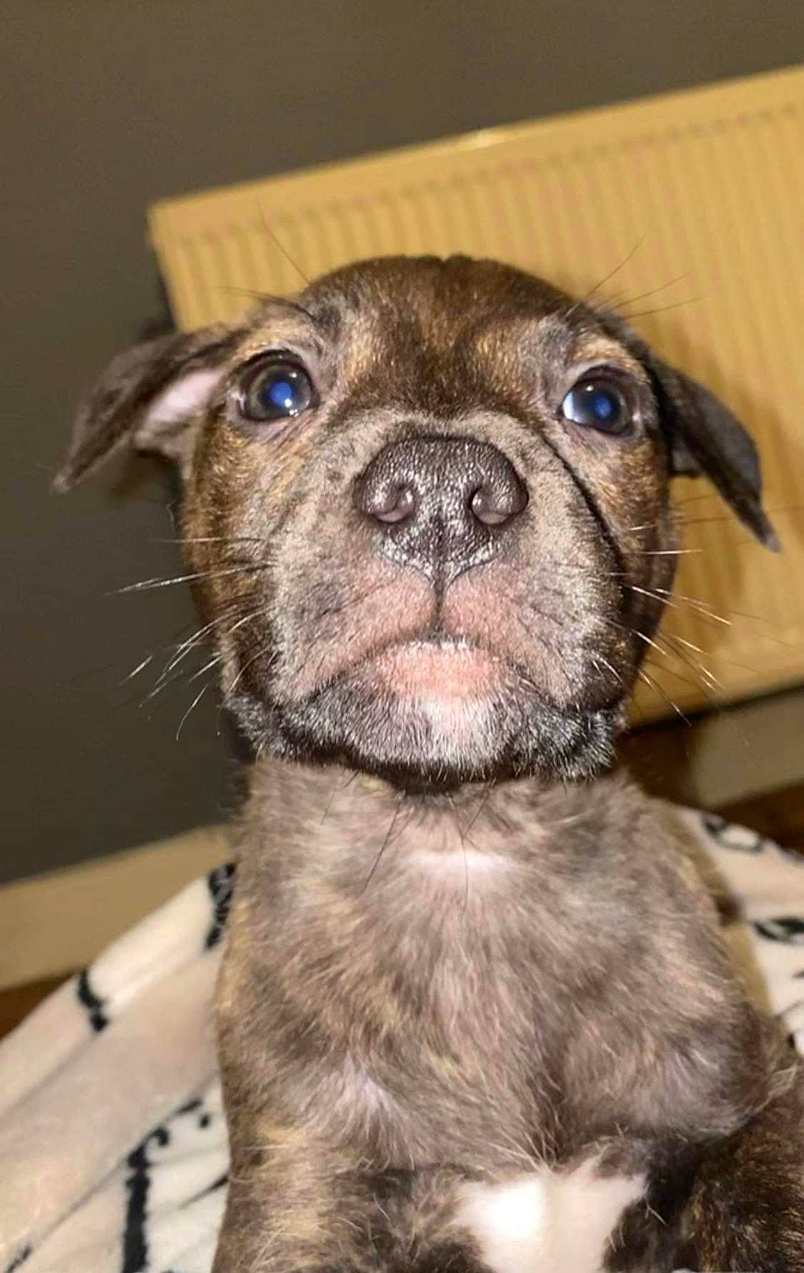 Zion joined the competition — help win amazing prizes! bulldog, canidae, carnivore, companion_dog, dog, dog_breed, ear, eye, fawn, fur, liver, non_sporting_group, pug, puppy, sporting_group, terrestrial_animal, toy_dog, whiskers, working_animal, wrinkle