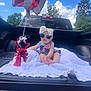 baby, child, sunglasses, bow, balloon, blanket, pickup_truck, outdoor, sky, clouds, trees, red_white_blue, patriotic, stars, stripes, summer, celebration, holiday, cute, person