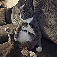 Slug Bug is registered to the contest to win money with this photo: cat, gray_cat, white_fur, couch, sofa, indoor, pet, relaxed, paw, whiskers, feline, fur, sitting, cozy, curious_eyes, home, domestic_cat, cushion, tail, soft_lighting