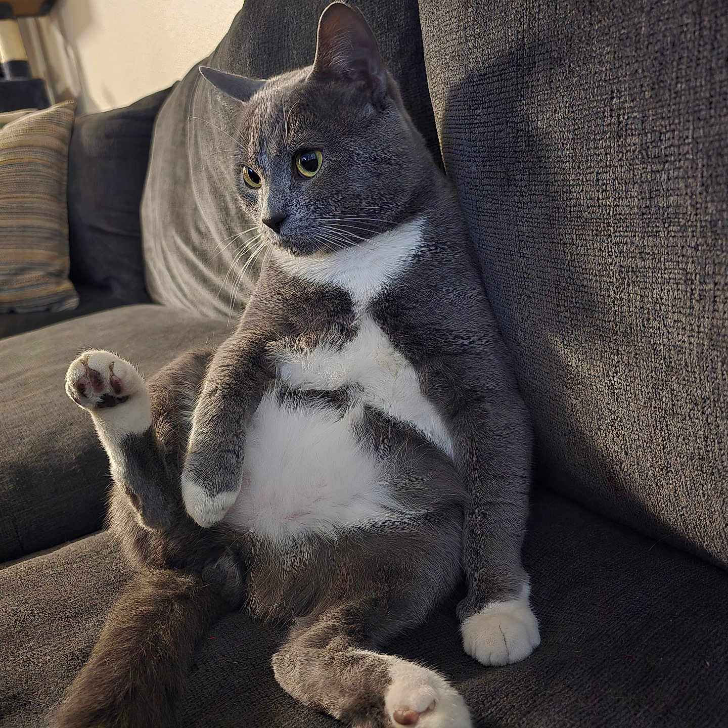 Slug Bug is registered to the contest to win money with this photo: cat, couch, cozy, curious_eyes, cushion, domestic_cat, feline, fur, gray_cat, home, indoor, paw, pet, relaxed, sitting, sofa, soft_lighting, tail, whiskers, white_fur