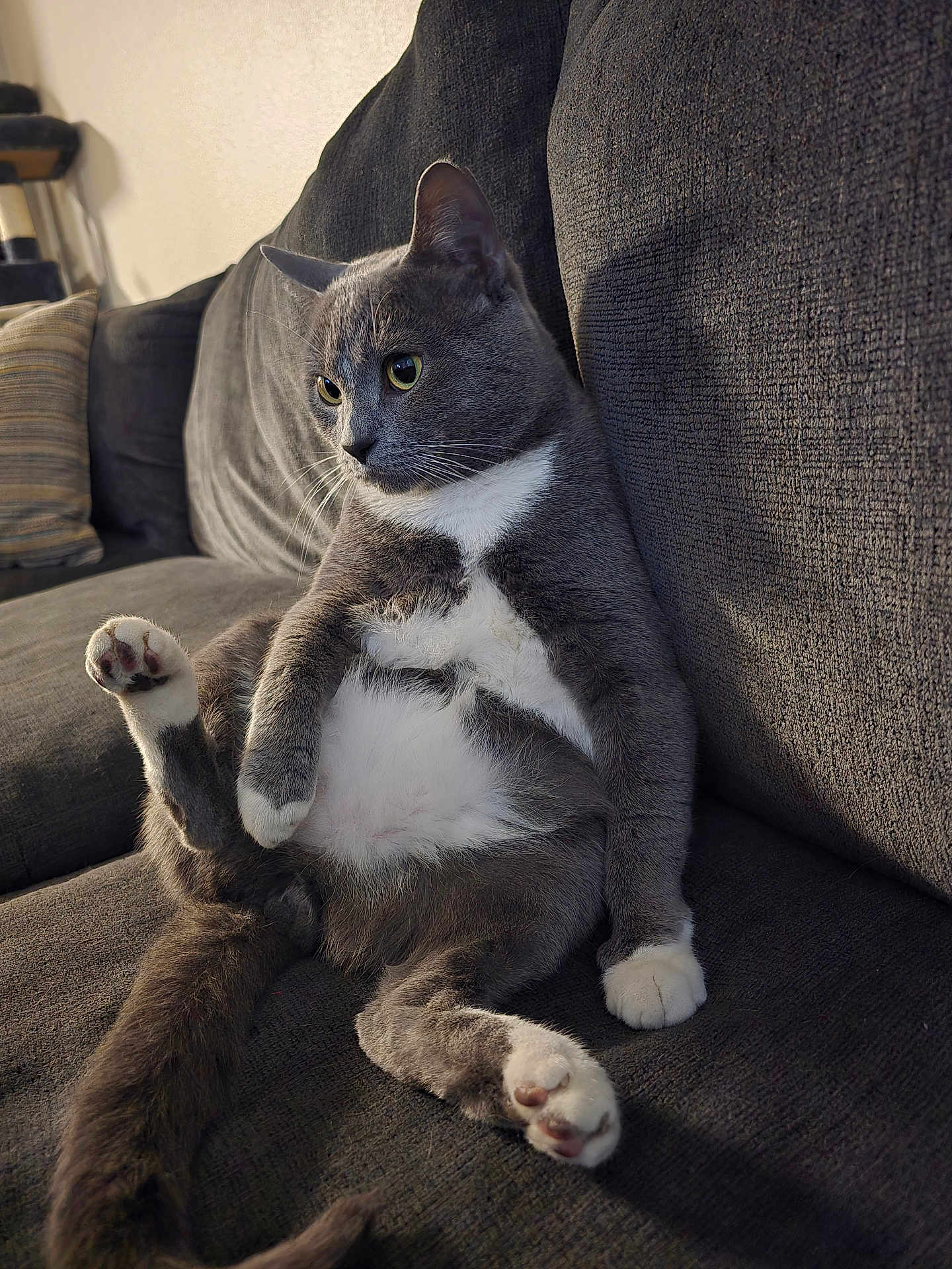 Slug Bug is registered to the contest to win money with this photo: cat, gray_cat, white_fur, couch, sofa, indoor, pet, relaxed, paw, whiskers, feline, fur, sitting, cozy, curious_eyes, home, domestic_cat, cushion, tail, soft_lighting