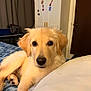 animal, bed, blanket, cozy, cute, dog, door, ears, fur, golden_retriever, home, indoor, looking_at_camera, magnet, nose, paw, pet, puppy, relaxing, wardrobe