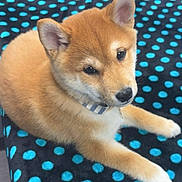 Copper is registered to the contest to win money with this photo: puppy, dog, shiba_inu, fur, collar, blanket, polka_dots, cute, pet, animal, domestic_animal, young, lying_down, indoor, close_up, face, ears, paw, soft, adorable