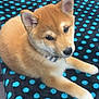 puppy, dog, shiba_inu, fur, collar, blanket, polka_dots, cute, pet, animal, domestic_animal, young, lying_down, indoor, close_up, face, ears, paw, soft, adorable