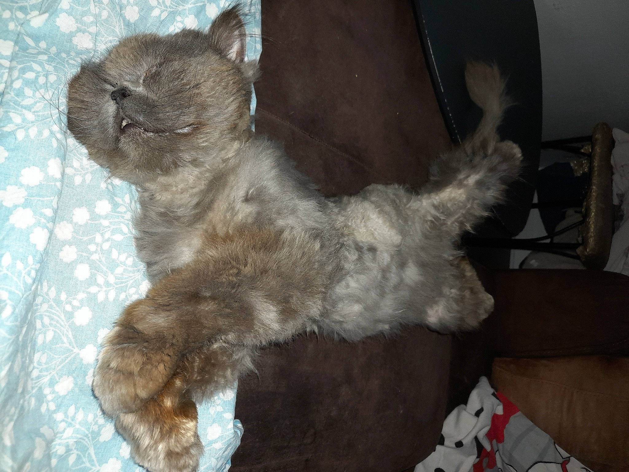 Poupy participe au concours pour gagner de l'argent avec cette photo : canidae, carnivore, cat, claw, comfort, dog_breed, domestic_short_haired_cat, fawn, felidae, fur, grey, liver, paw, small_to_medium_sized_cats, snout, sporting_group, tail, terrestrial_animal, whiskers