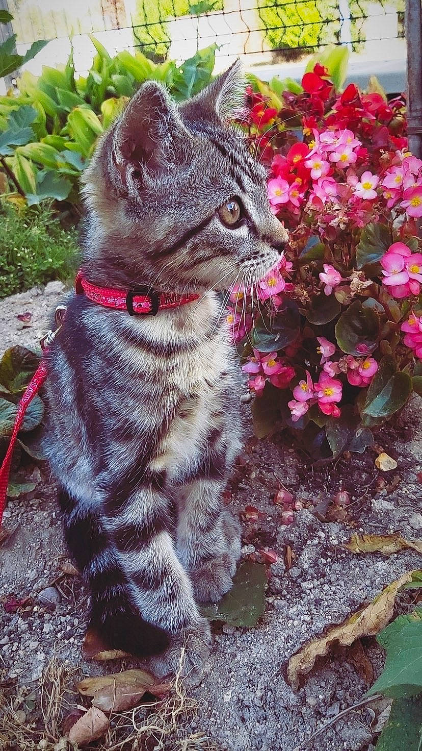 Smooky participe au concours pour gagner de l'argent avec cette photo : annual_plant, carnivore, cat, domestic_short_haired_cat, felidae, flower, fur, garden, grass, groundcover, magenta, petal, plant, shrub, small_to_medium_sized_cats, snout, soil, tail, terrestrial_animal, whiskers