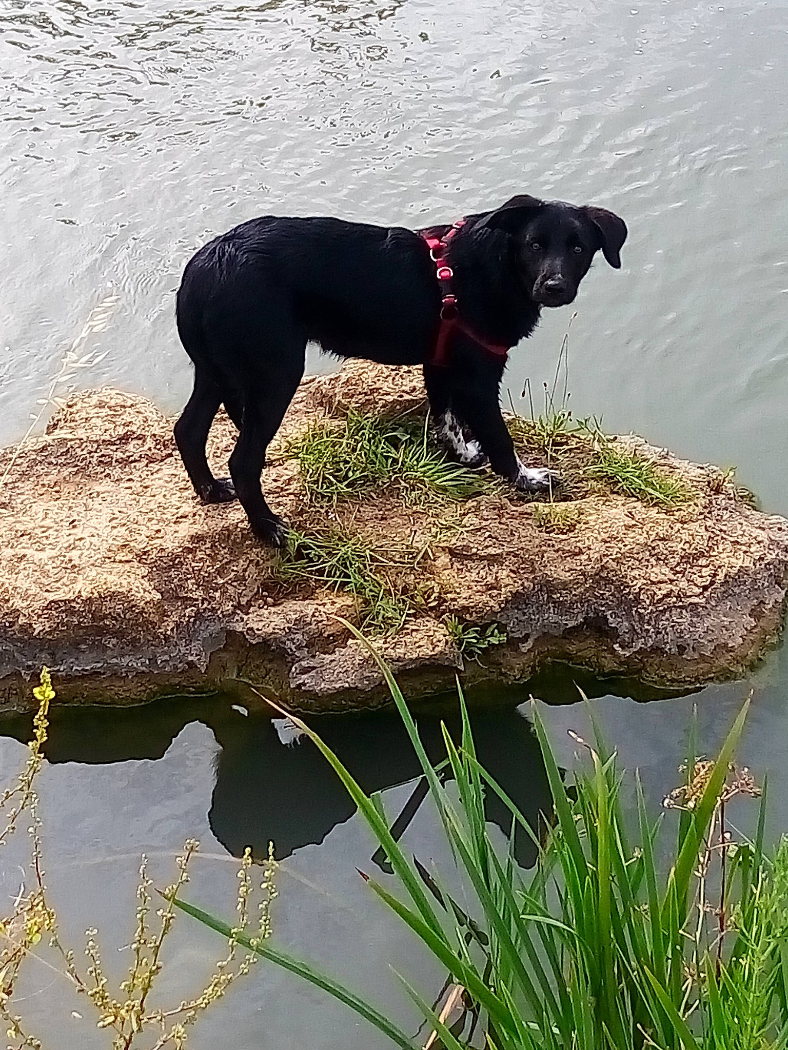 Neva participe au concours pour gagner de l'argent avec cette photo : canidae, carnivore, dog, dog_breed, guard_dog, hunting_dog, labrador_retriever, patterdale_terrier, sporting_group, tail, vertebrate, water