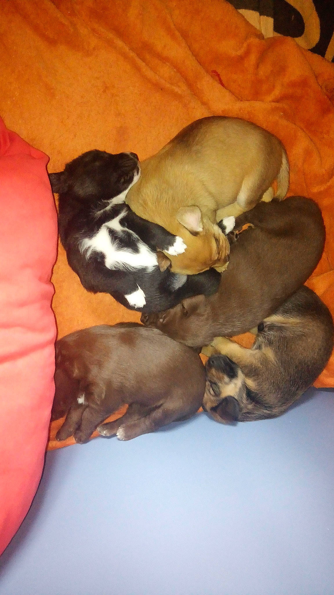 Obelix Aska Lasco Kar Nina a rejoint le concours — aidez-le/la à gagner de superbes lots ! american_pit_bull_terrier, canidae, carnivore, dog, dog_breed, fawn, non_sporting_group, pit_bull, puppy