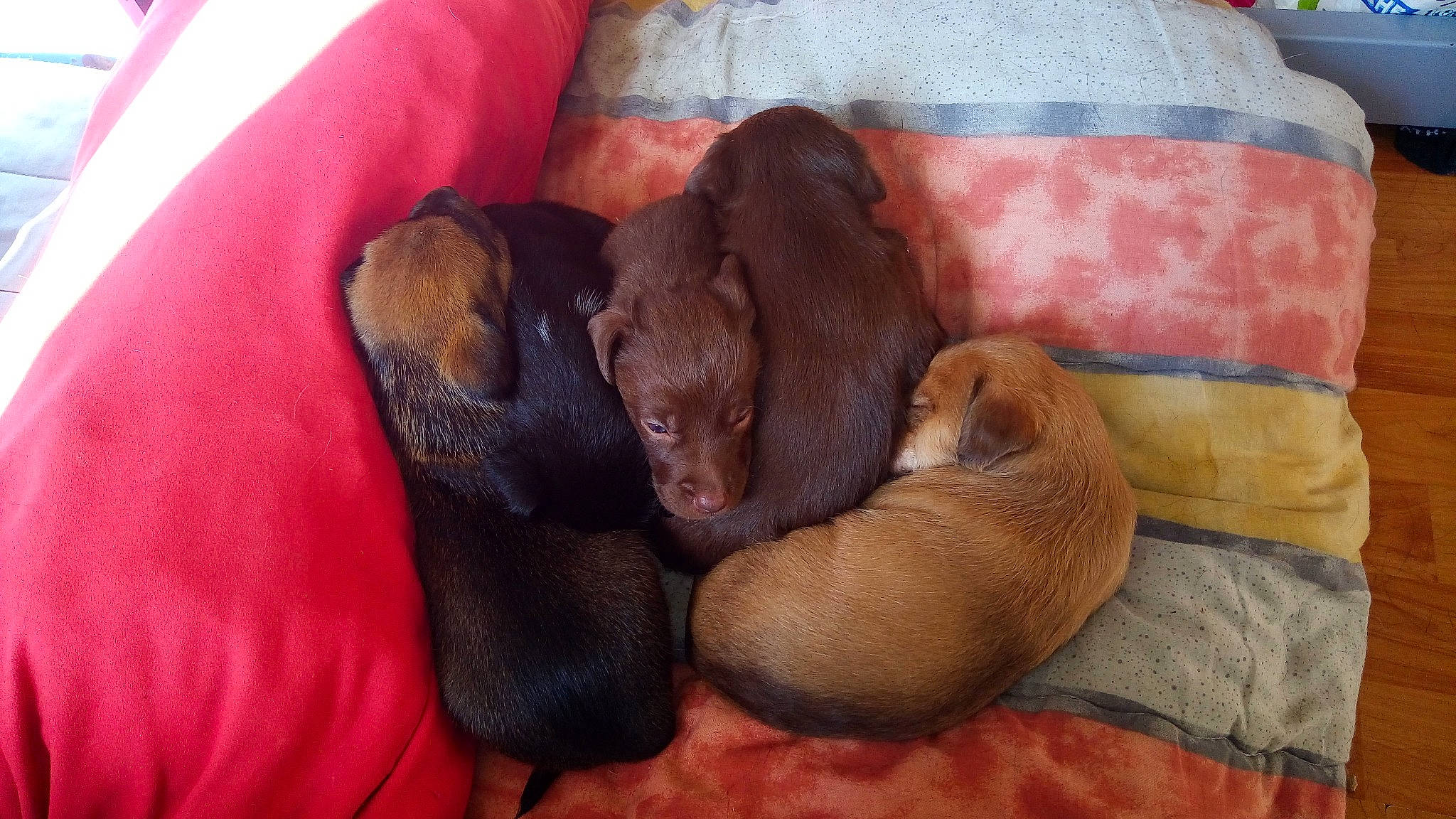 Obelix Aska Lasco Kar Nina participe au concours pour gagner de l'argent avec cette photo : canidae, carnivore, companion_dog, dog, dog_breed, fawn, liver, puppy, snout, sporting_group