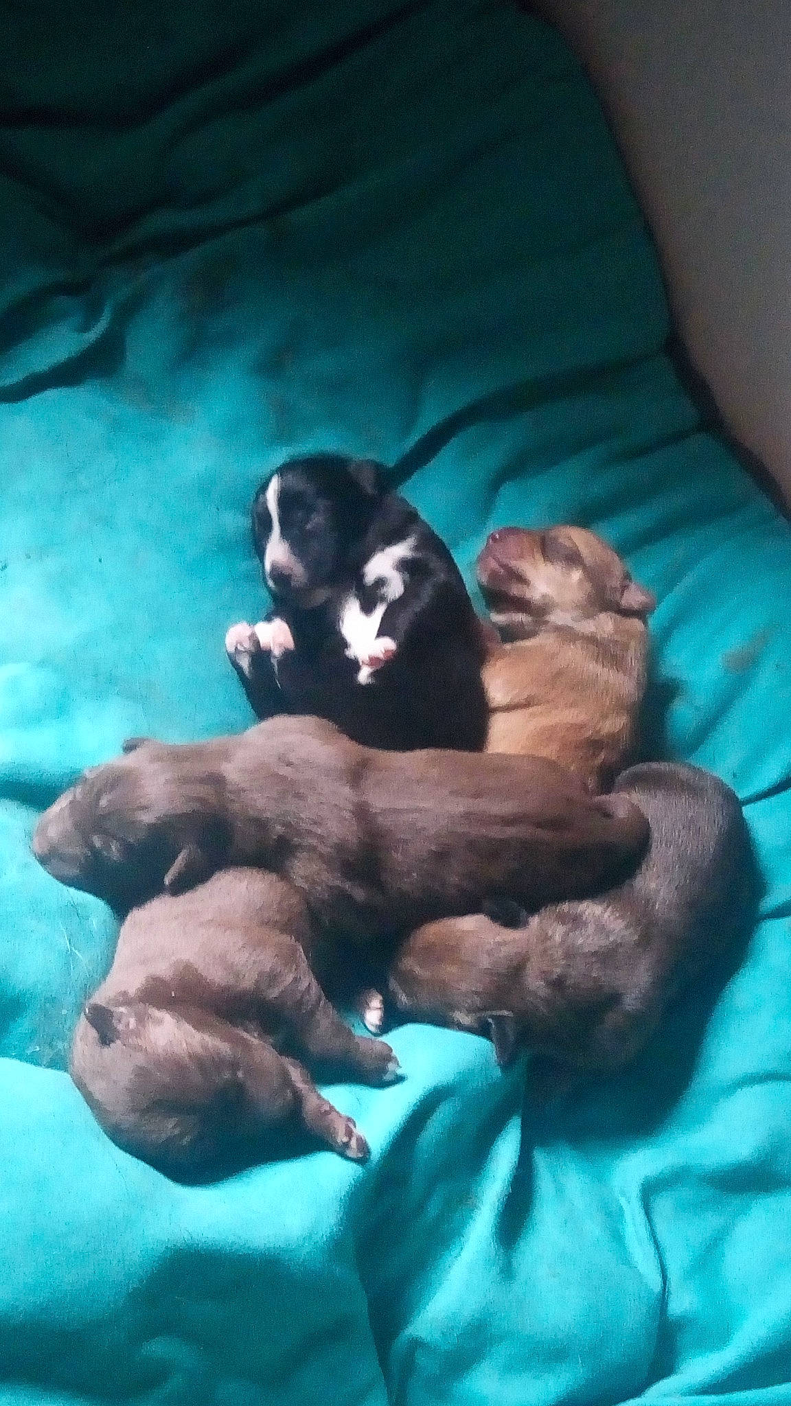 Obelix Aska Lasco Kar Nina