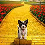 Toto joined the competition — help win amazing prizes! dog, puppy, yellow_brick_road, emerald_city, sign, tulips, flowers, path, brick, landscape, fantasy, cute, collar, tag, foreground, centered_subject, vibrant_colors, whimsical, adventure, portrait