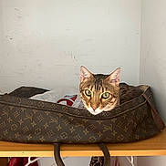 Tokio participe au concours pour gagner de l'argent avec cette photo : cat, tabby_cat, designer_bag, louis_vuitton_pattern, shelf, wooden_shelf, indoor, pet, curious, green_eyes, feline, fur, resting, storage, bag, zipper, animal, domestic, household, relaxed