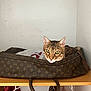 cat, tabby_cat, designer_bag, louis_vuitton_pattern, shelf, wooden_shelf, indoor, pet, curious, green_eyes, feline, fur, resting, storage, bag, zipper, animal, domestic, household, relaxed
