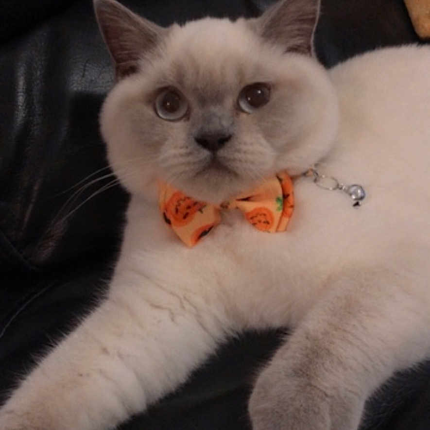 Nina is registered to the contest to win money with this photo: accessories, angora, animal, cat, collar, couch, formalwear, furniture, jewelry, kitten, manx, necklace, person, pet, siamese, sleeping, tie, toy