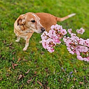 Maya a rejoint le concours — aidez-le/la à gagner de superbes lots ! dog, flower, pink_blossoms, grass, greenery, nature, outdoor, canine, sniffing, spring, pet, animal, curious, close_up, blurred_background, leaves, brown_dog, flora, plant, garden