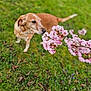 dog, flower, pink_blossoms, grass, greenery, nature, outdoor, canine, sniffing, spring, pet, animal, curious, close_up, blurred_background, leaves, brown_dog, flora, plant, garden