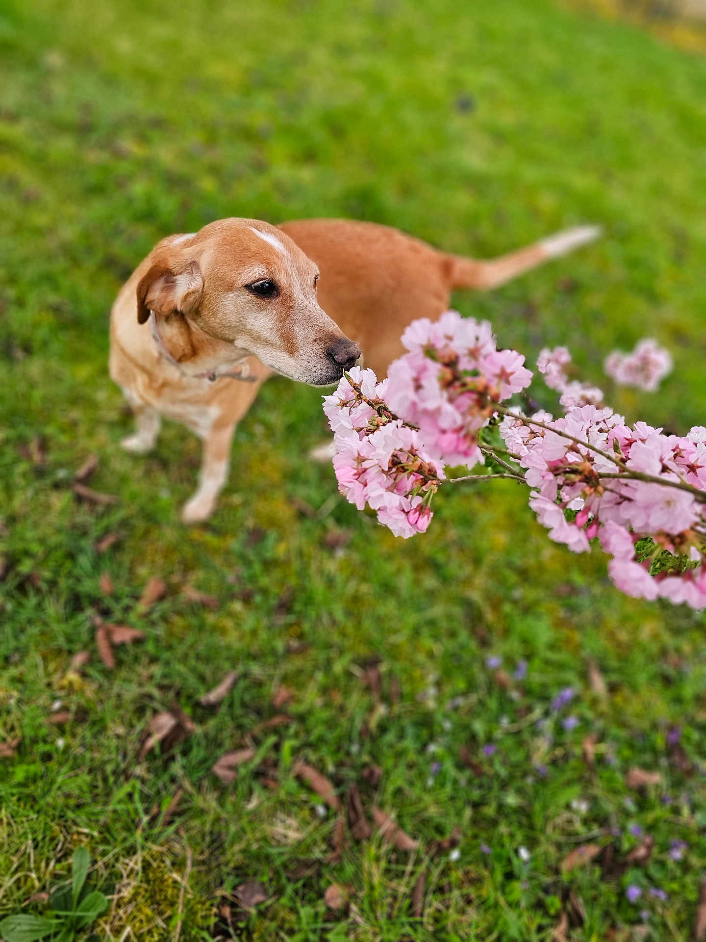 Maya a rejoint le concours — aidez-le/la à gagner de superbes lots ! dog, flower, pink_blossoms, grass, greenery, nature, outdoor, canine, sniffing, spring, pet, animal, curious, close_up, blurred_background, leaves, brown_dog, flora, plant, garden
