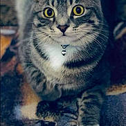 Maui joined the competition — help win amazing prizes! animal, bell, blanket, cat, closeup, collar, curious, feline, fur, indoor, patterned, paw, pet, portrait, resting, striped, tabby, whiskers, white_paw, yellow_eyes