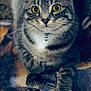 animal, bell, blanket, cat, closeup, collar, curious, feline, fur, indoor, patterned, paw, pet, portrait, resting, striped, tabby, whiskers, white_paw, yellow_eyes