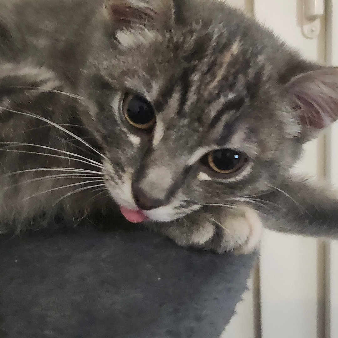 Niska participe au concours pour gagner de l'argent avec cette photo : abyssinian, alloywheel, animal, bodypart, car, carwheel, cat, kitten, machine, manx, mouth, person, pet, siamese, spoke, tire, tongue, transportation, vehicle, wheel