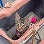 Tessa is registered to the contest to win money with this photo: aisle, animal, bag, cat, chain, collar, curious, cute, face, feline, indoor, kitten, pet, pet_carrier, pink, shopping, shopping_cart, store, tabby, young