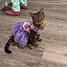 cat, tabby_cat, pet, animal, floor, wood_floor, tutu, dress, clothing, purple, floral_pattern, pajama_pants, socks, feet, indoor, home, cute, sitting, looking_up, fur