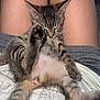 Tessa joined the competition — help win amazing prizes! kitten, cat, sleeping, paw, legs, lap, tabby, feline, fur, whiskers, person, relaxing, cozy, indoor, resting, cute, pet, animal, soft, young