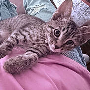 Tessa is registered to the contest to win money with this photo: kitten, tabby, cat, pet, lap, jeans, pink_shirt, indoor, cozy, curious, feline, whiskers, ears, fur, relaxed, casual, person, clothing, comfort, home