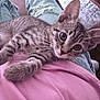 kitten, tabby, cat, pet, lap, jeans, pink_shirt, indoor, cozy, curious, feline, whiskers, ears, fur, relaxed, casual, person, clothing, comfort, home