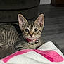 kitten, cat, tabby, collar, bell, blanket, indoor, floor, curious, pet, animal, fur, whiskers, ears, closeup, young, cute, domestic, resting, soft