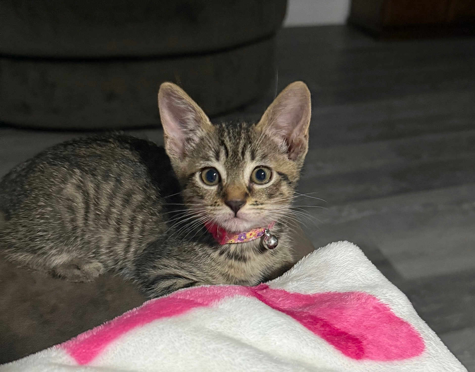 Tessa joined the competition — help win amazing prizes! kitten, cat, tabby, collar, bell, blanket, indoor, floor, curious, pet, animal, fur, whiskers, ears, closeup, young, cute, domestic, resting, soft