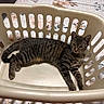 bed, cat, cozy, curious, domestic_animal, ears, feline, home, indoor, laundry_basket, paws, pet, plastic_basket, portrait, quilt, relaxed, resting, striped_fur, tabby_cat, whiskers