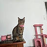 Tessa joined the competition — help win amazing prizes! cat, tabby_cat, pink_collar, wooden_table, table, pink_cat_tree, cat_tree, candles, candle, white_wall, living_room, indoor, rug, floor, pet, sitting, portrait, whiskers, ears, fur