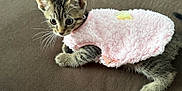 Tessa is registered to the contest to win money with this photo: kitten, cat, tabby, pet, animal, cute, pink_sweater, fur, whiskers, ears, clothing, indoor, brown_surface, small, young, curious, resting, fluffy, collar, domestic_cat