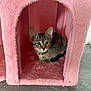 Tessa is registered to the contest to win money with this photo: kitten, tabby, cat, pet, animal, furry, cute, indoor, pink, cat_house, fur, whiskers, ears, floor, small, young, curious, domestic_cat, cozy, sitting