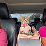 Tessa joined the competition — help win amazing prizes! animal, car_interior, cat, collar, cute, fashion, feline, indoor, kitten, leather_seat, people, pet_accessory, pet_carrier, pink, road_trip, seat, sweater, tabby, transportation, window