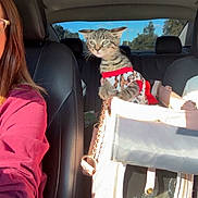 Tessa is registered to the contest to win money with this photo: animal, car_interior, cat, clothing, daytime, handbag, kitten, leopard_print, person, pet_carrier, road, seat, seatbelt, sunlight, tabby, transportation, travel, trees, vehicle, window