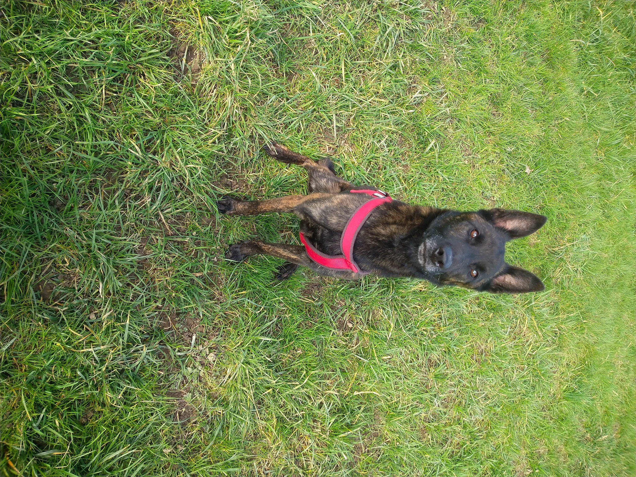 Buck a rejoint le concours — aidez-le/la à gagner de superbes lots ! canidae, carnivore, collar, dog, dog_breed, dog_collar, grass, groundcover, guard_dog, herbaceous_plant, hunting_dog, plant, sporting_group, tail, working_animal, working_dog