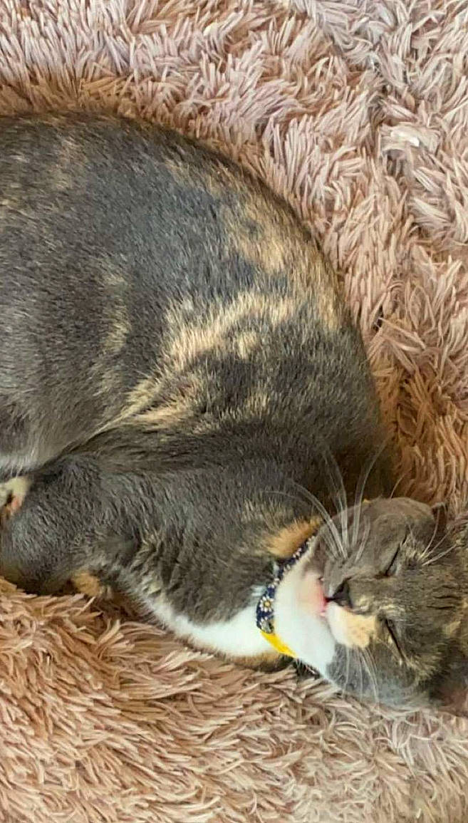 Donut is registered to the contest to win money with this photo: carnivore, cat, claw, comfort, felidae, fur, grass, nap, natural_material, sleep, small_to_medium_sized_cats, snout, tail, terrestrial_animal, whiskers, wildlife